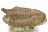 Bargain, Stalk-Eyed Asaphus Intermedius Trilobite - Russia #363089-2